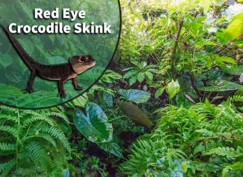 Red-eyed Crocodile Skink (Tribolonotus gracilis) Bioactive Vivarium Kit