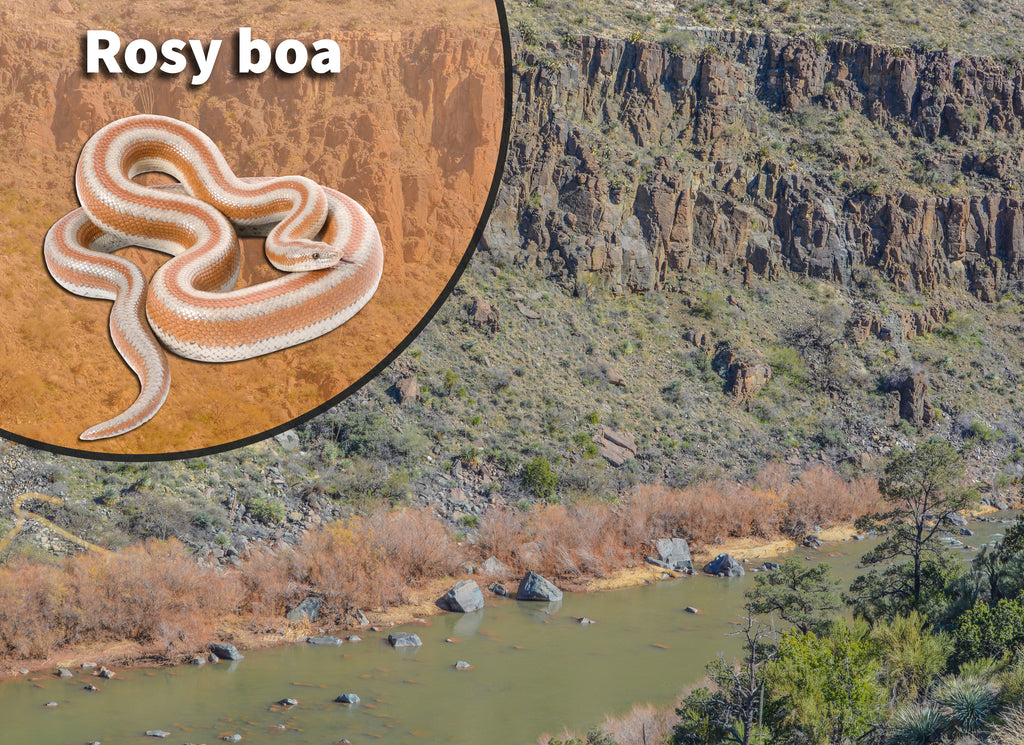 Rosy Boa (Lichanura trivirgata) Bioactive Vivarium Kit