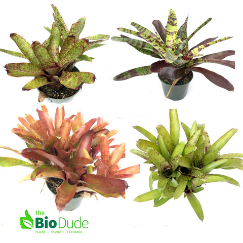 Bromeliad Neoregelia Plant Varieties Sampler - 5 Pack - The Bio Dude