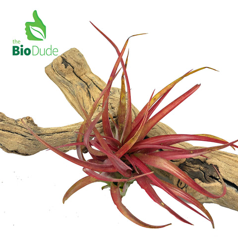 Bromeliad Tillandsia 1-Pack *The Dude's Choice*