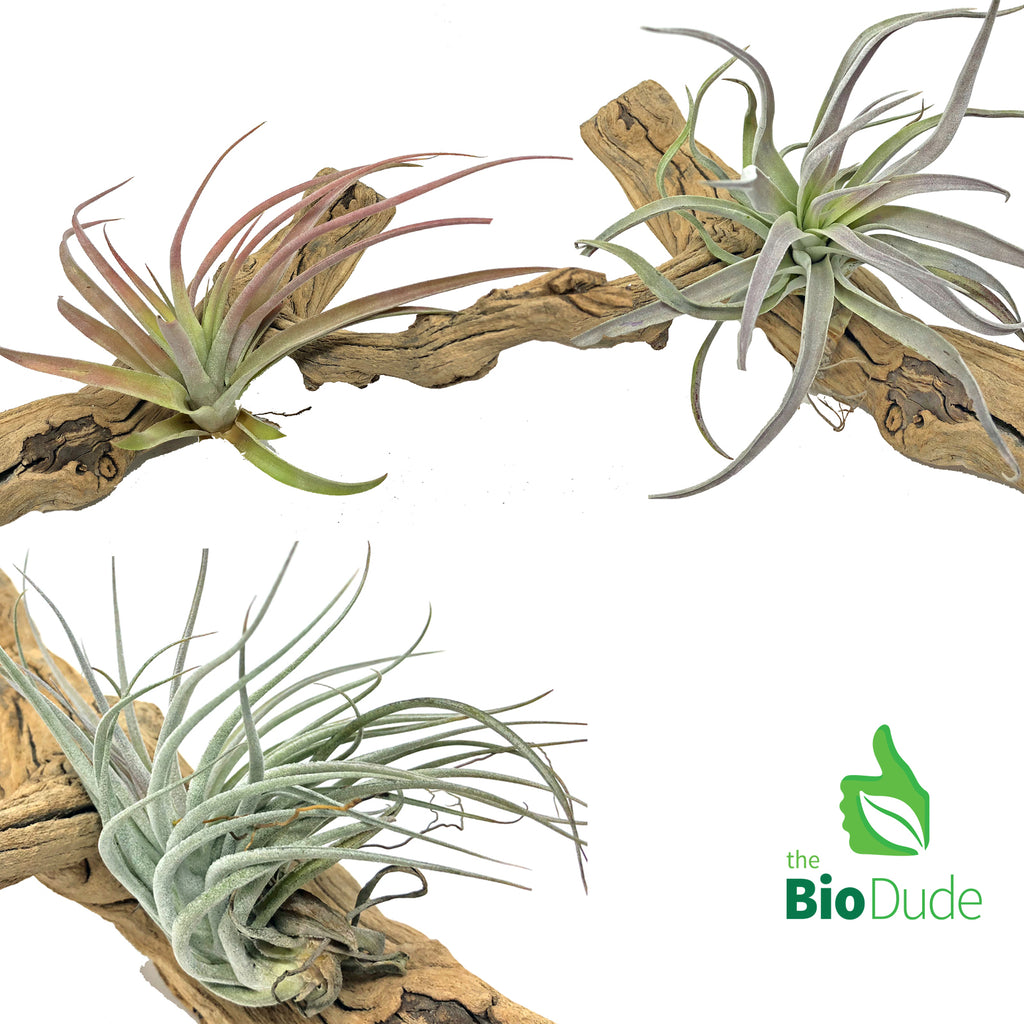 Bromeliad Tillandsia 3-Pack *The Dude's Choice*