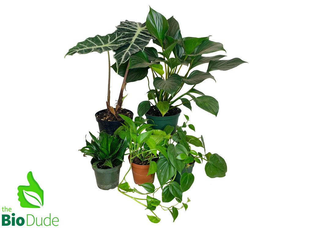 White's Tree Frog Plant Pack V2
