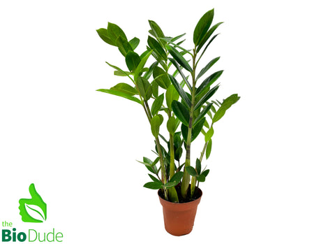 4" Pot ZZ Plant