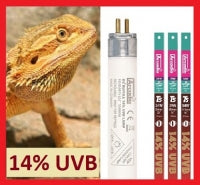 Arcadia Dragon D3+  14% UVB T5 Bulb