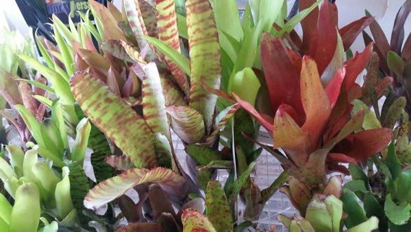  1-Count Offset Bromeliad Neoregelia