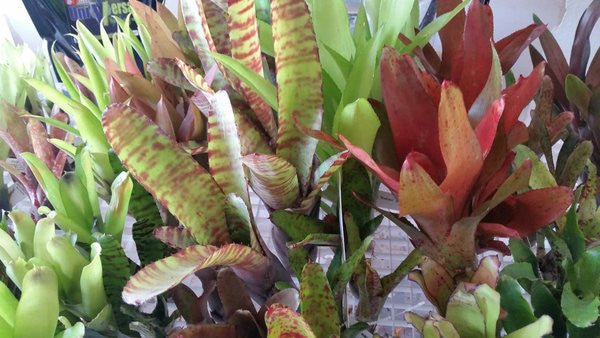 3-Count Offset Bromeliad Neoregelia Sampler Pack