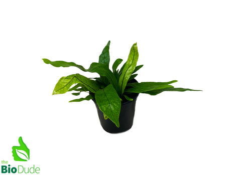 4" Pot Bird's Nest Fern Crocodile