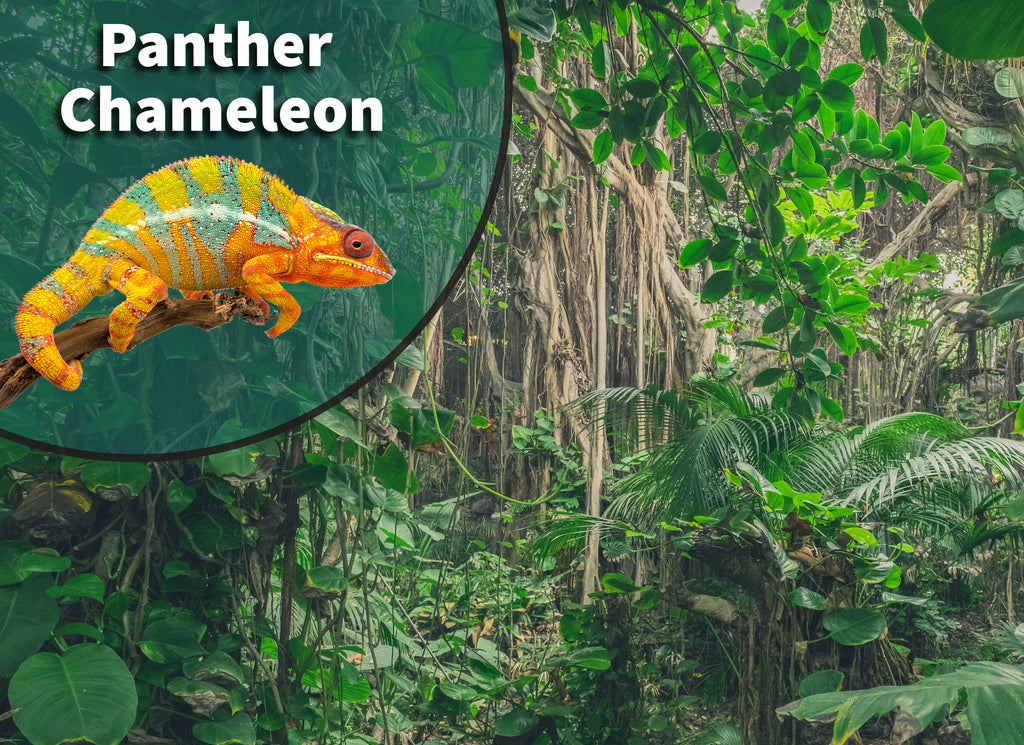 Panther Chameleon (Furcifer pardalis) Bioactive Vivarium Kit