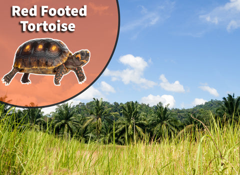 Red Foot Tortoise (Chelonoidis carbonaria) Bioactive Vivarium Kit