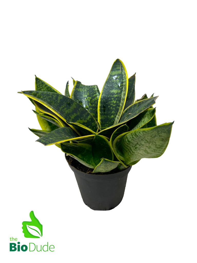 4" Pot Sansevieria Shorter Variety