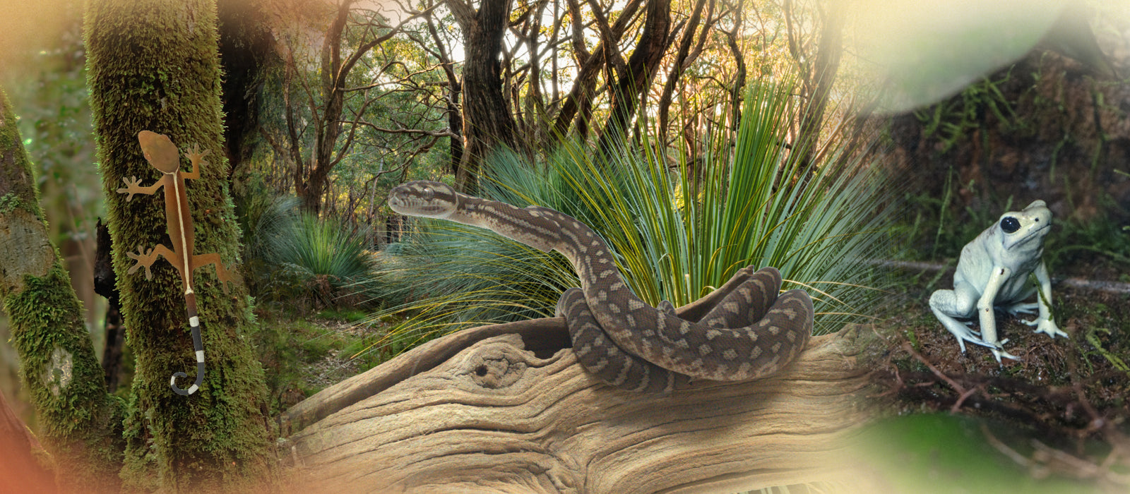 Captive-bred Reptiles & Amphibians For Sale