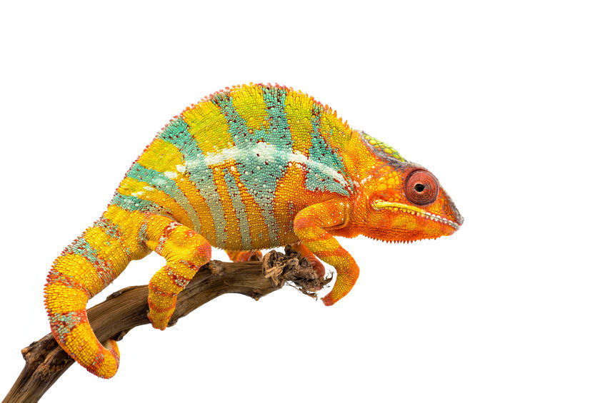 The care and bioactive maintenance of the Panther Chameleon – The