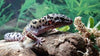 The care and maintenance  of the Leopard Gecko