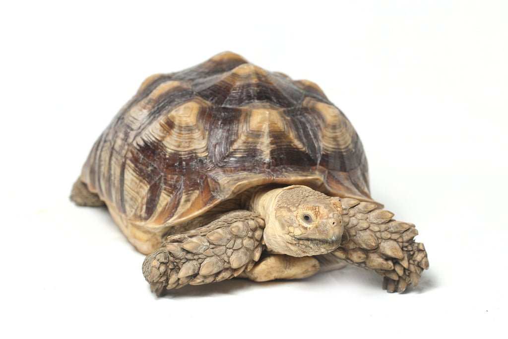 Sulcata Tortoise care and captive maintenance - BIG BULLDOZERS!