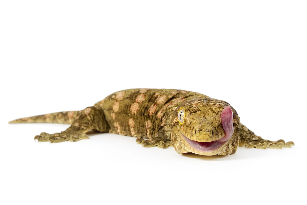 Rhacodactylus leachianus - New Caledonian giant gecko Caresheet and bioactive maintenance