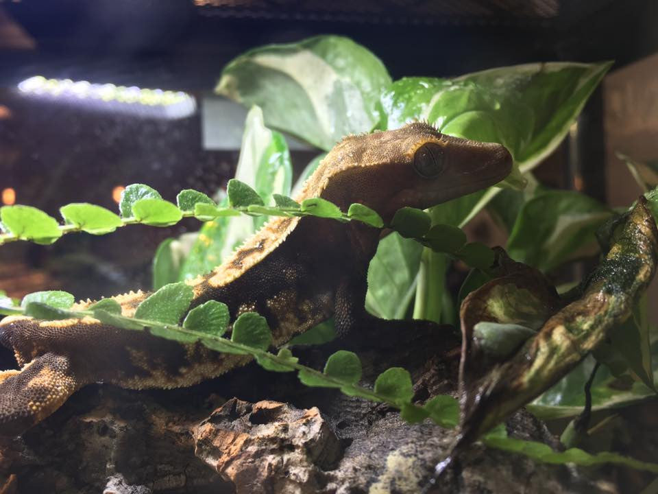 Bioactivity and Crested Geckos
