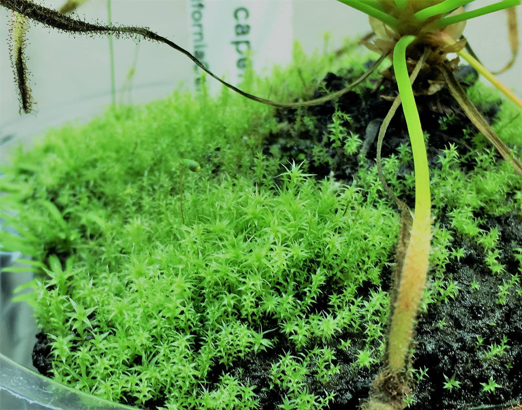 The Bio Dude - Moss vivarium. Sits right on my desk. That