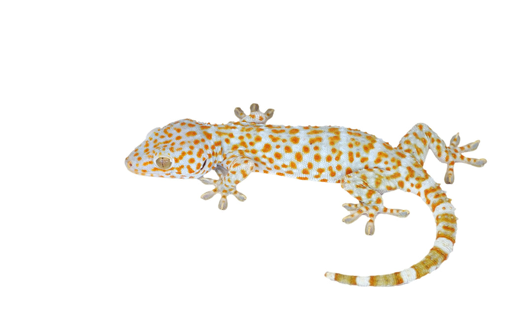 The care and bioactive maintenance of a Tokay Gecko