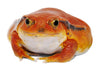 Tomato Frog Care Sheet and Maintenance