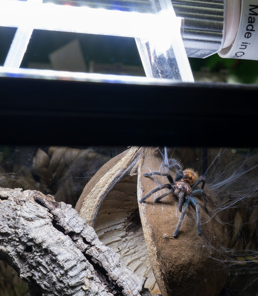 How to Safely Light Tarantula Enclosures – The Bio Dude