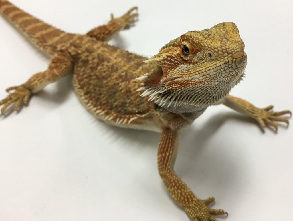 Bioactivity and Bearded Dragons
