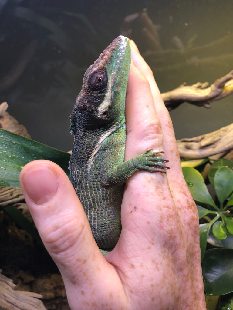 Tips for handling your Reptiles and understanding defensive cues