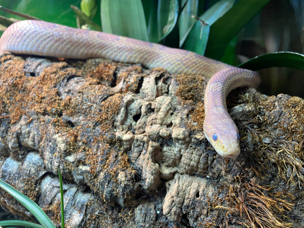View of Why is my reptile shedding? What do I need to look for with shedding a ...