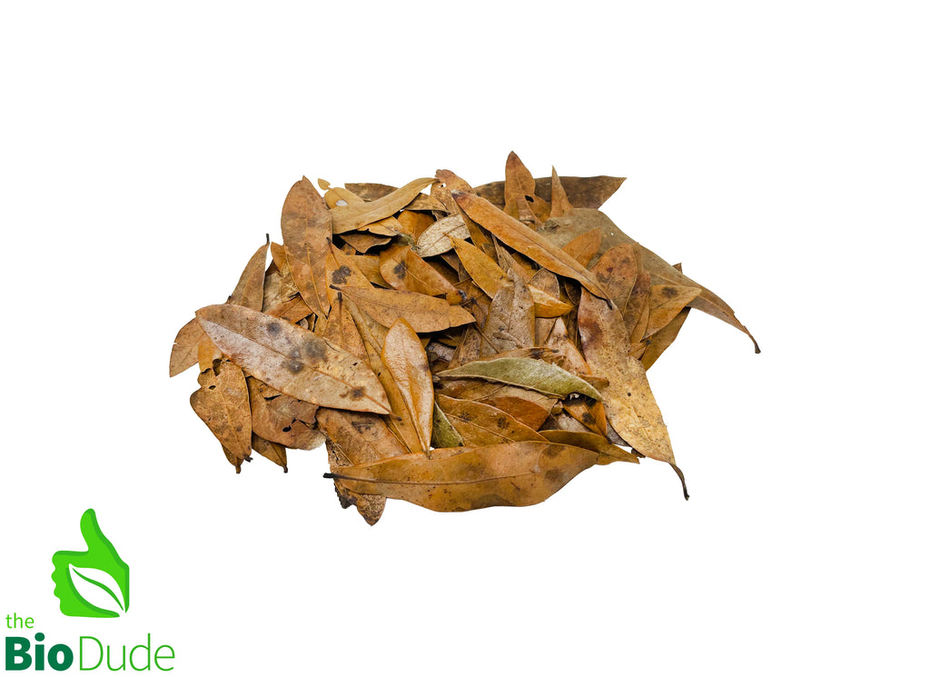 Why is Leaf Litter and other forms of biodegradables very important in your bioactive vivarium?