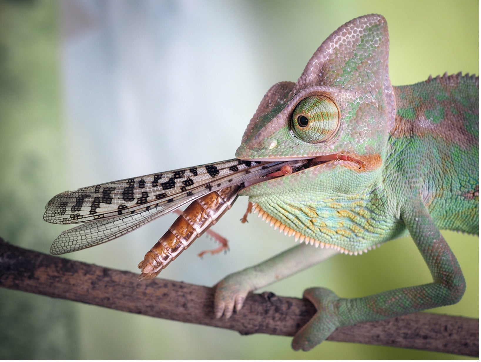 Crickets, Roaches & Worms: Oh My! Why a Varied Diet is Essential for Reptiles