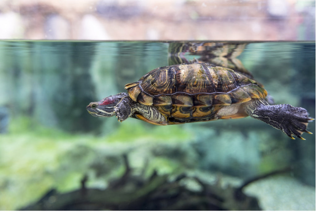 Here’s What You Need to Know About Filtration for Pet Turtles