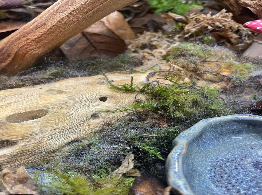 Understanding Fungal Growth in Bioactive Terrariums and How to Address It