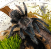 Curly Hair Tarantula Bioactive Terrarium Setup and Care Guide