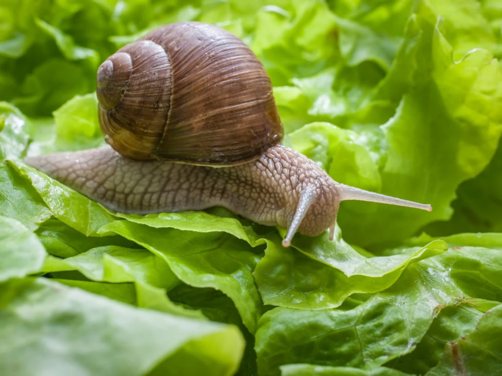 How to remove snails from your bioactive habitat