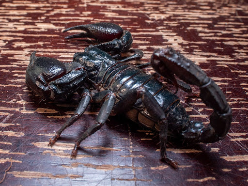 Asian Forest Scorpion Caresheet and Bioactive Guide