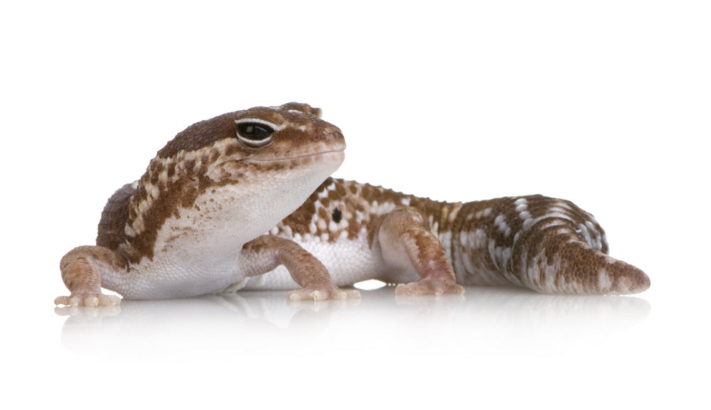 African Fat-Tailed Gecko (Hemitheconyx caudicinctus) care sheet and bioactive terrarium maintenance