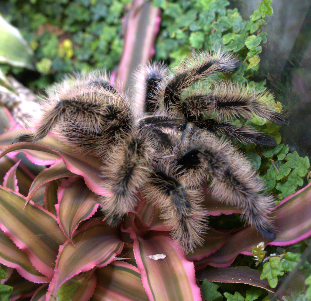 The Long-Term Benefits of Keeping Tarantulas in Bioactive Terrariums