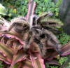 The Long-Term Benefits of Keeping Tarantulas in Bioactive Terrariums
