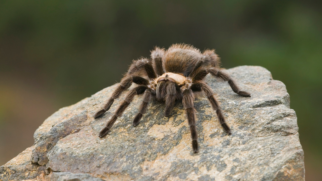 Arizona Blonde Tarantula (Aphonopelma chalcodes) Caresheet