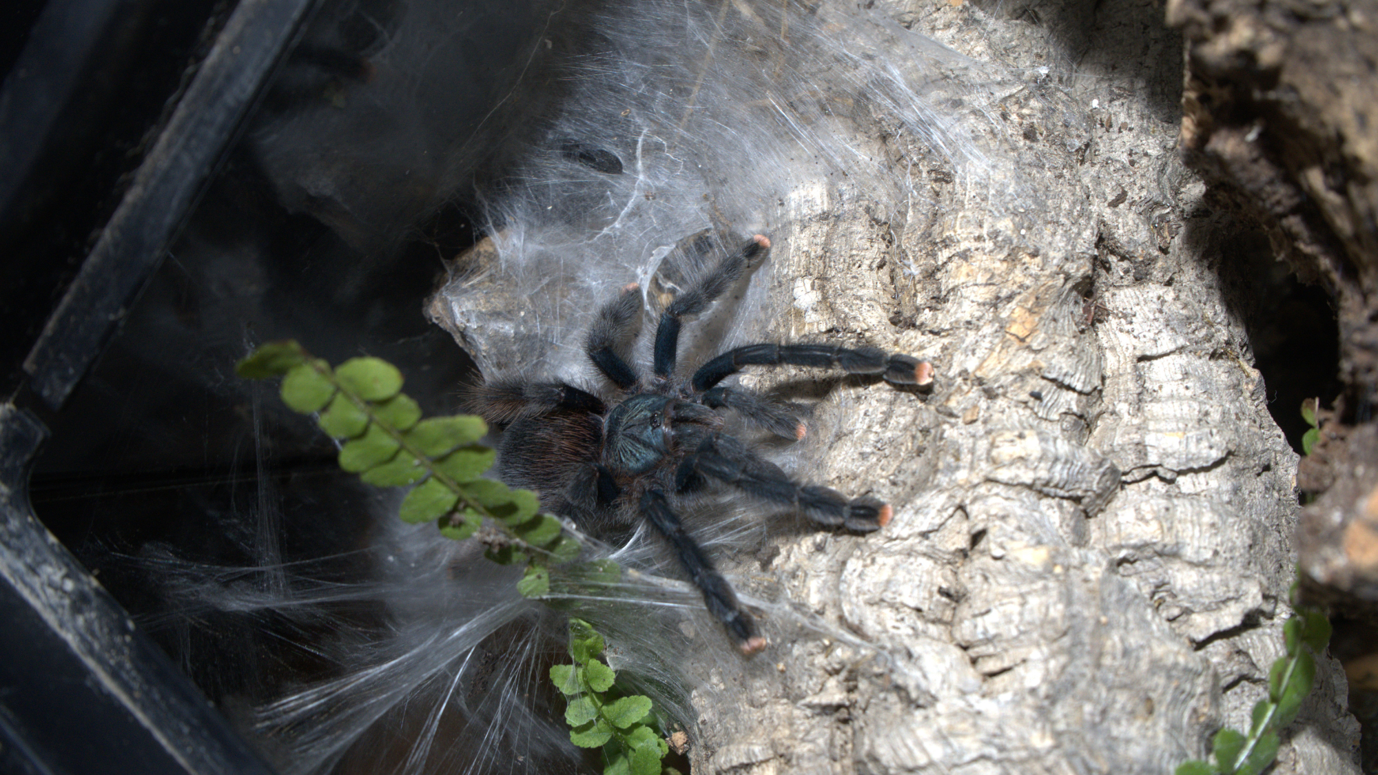 How Big Should Your Tarantula Enclosure Be?