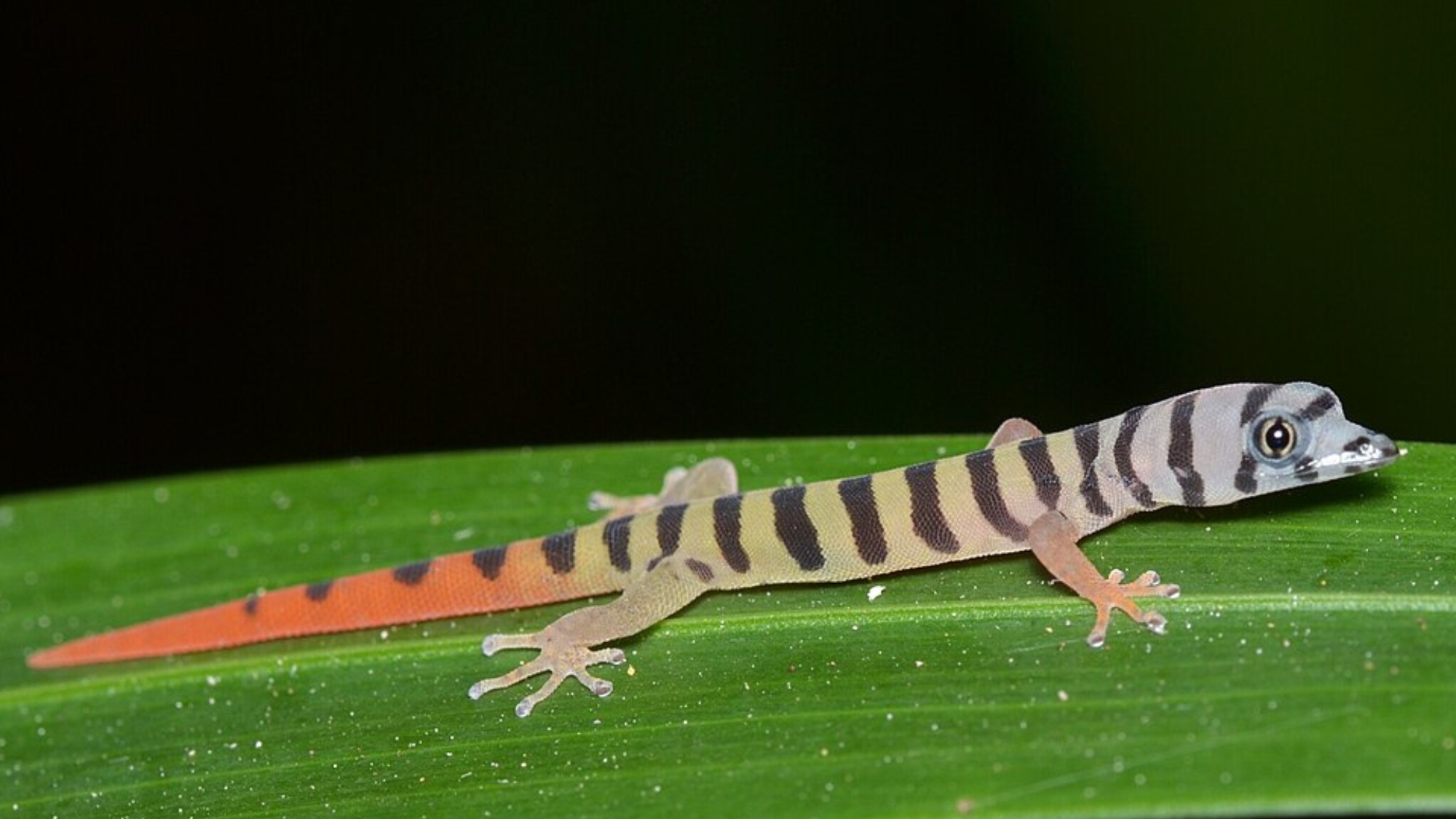 Ashy Gecko Caresheet and Bioactive Habitat Maintenance