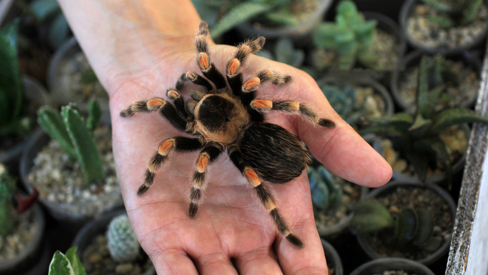 Top 8 Tarantula Species for Beginners