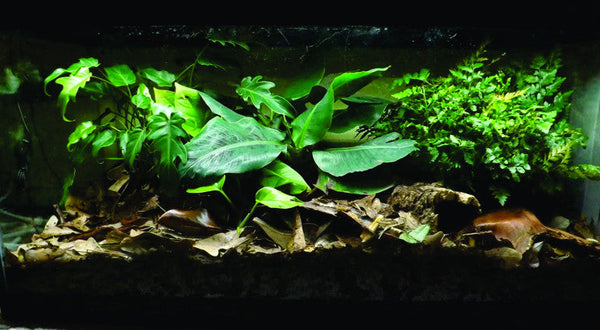 How do I create a Terra Firma BioActive Setup? – The Bio Dude