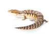Blue Tongue Skink Care Guide