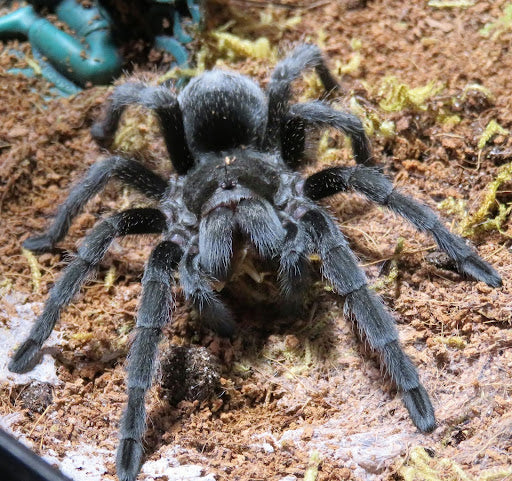 The Care and Maintenance of the Brazilian Black Tarantula