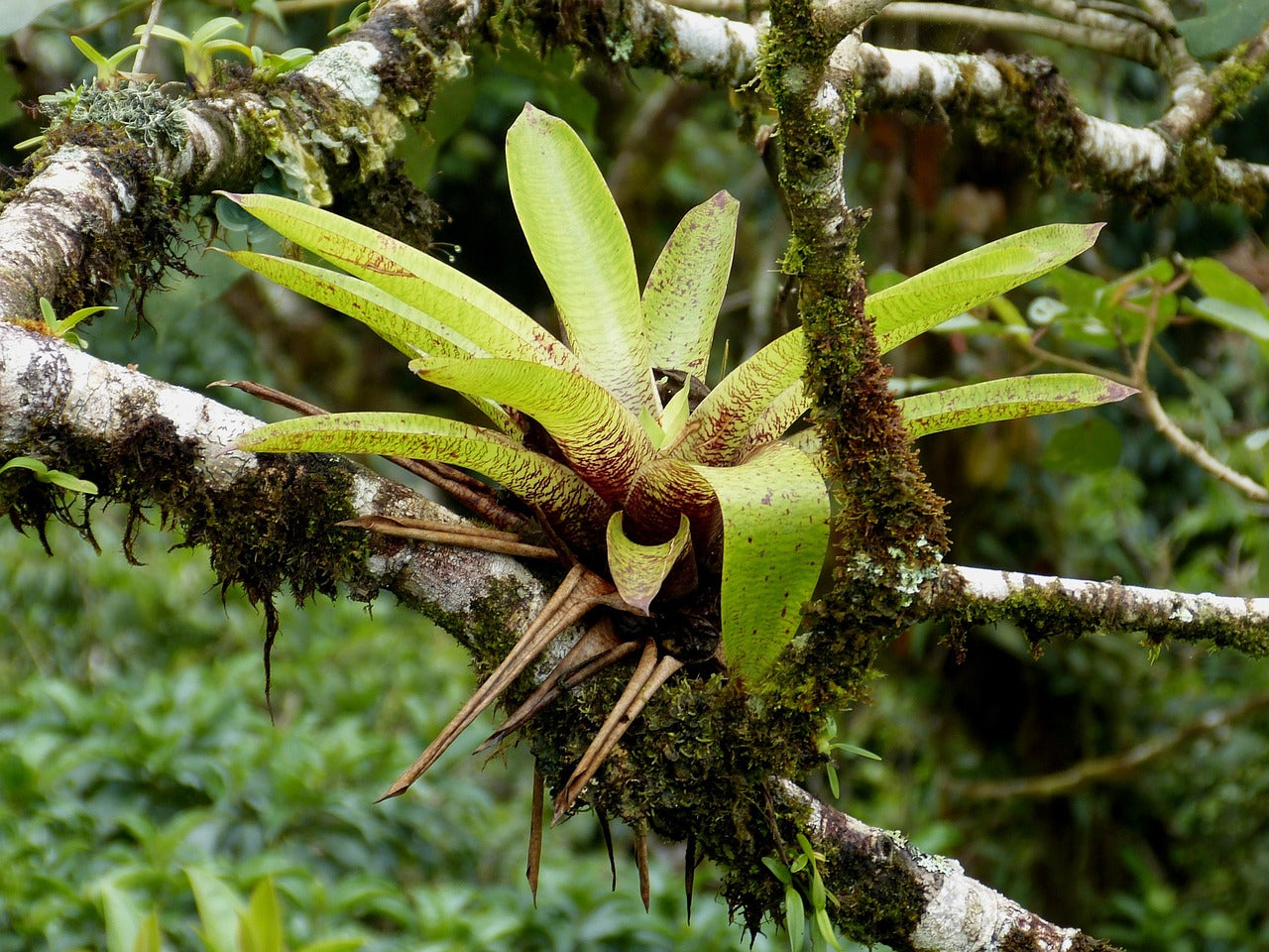 How to Care for Epiphytes in Vivariums: Bromeliads and Air Plants