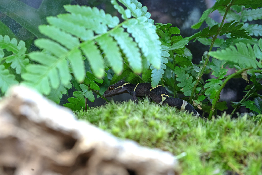 Chinese Cave Gecko Care Sheet