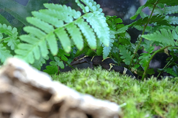 Chinese Cave Gecko Care Sheet