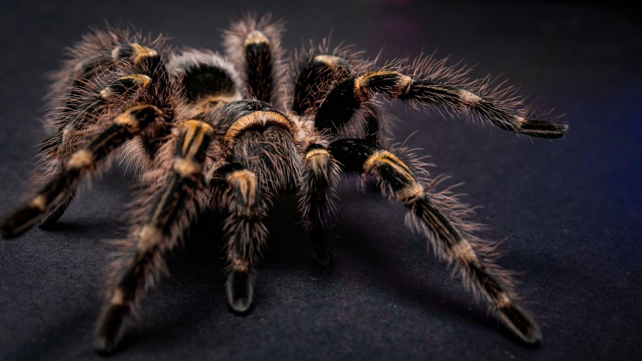 Chaco Golden Knee Tarantula Caresheet and Bioactive Habitat Maintenance