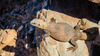 Chuckwalla Caresheet and Bioactive Habitat Maintenance