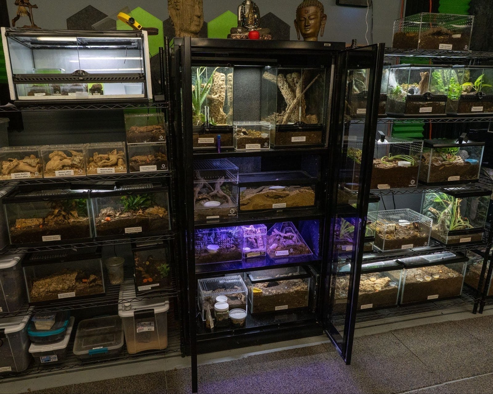 How to Keep Tarantulas Warm in the Winter